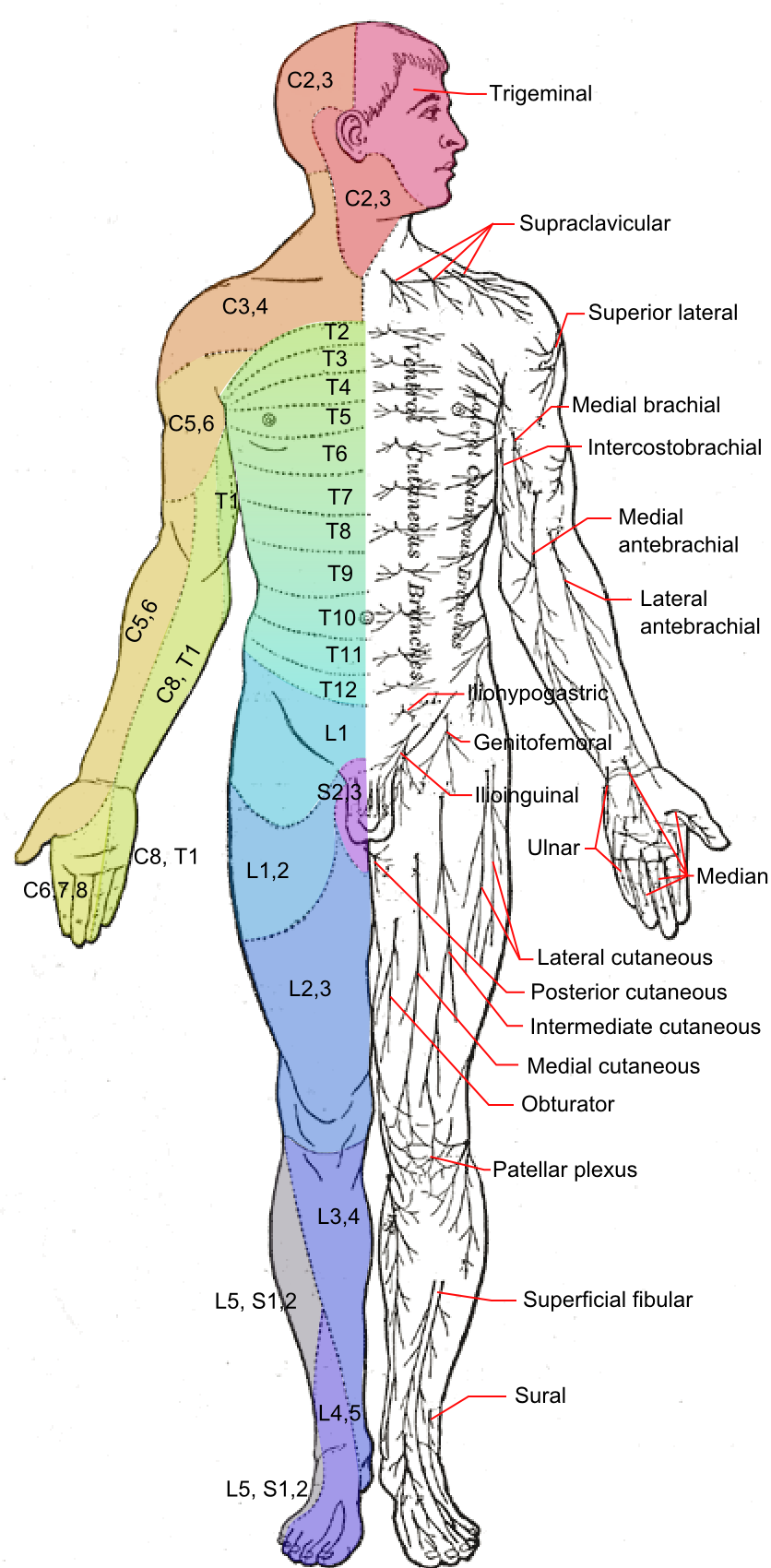 Anterior view of the human body showing dermatomes coloured by spinal nerve root, C2 to S3, on the left half, and named cutaneous nerves on the right half.