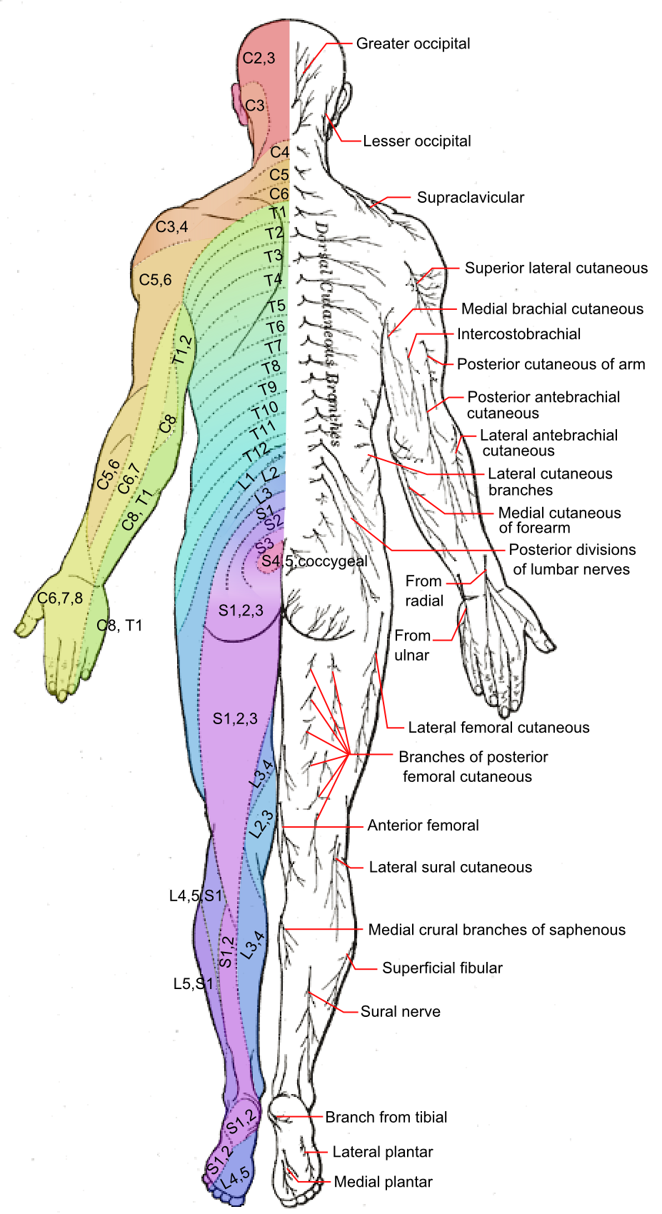 Posterior view of the human body showing dermatomes coloured by spinal nerve root, C2 to the S4, 5 and coccygeal saddle, on the left half, and named cutaneous nerves on the right half.