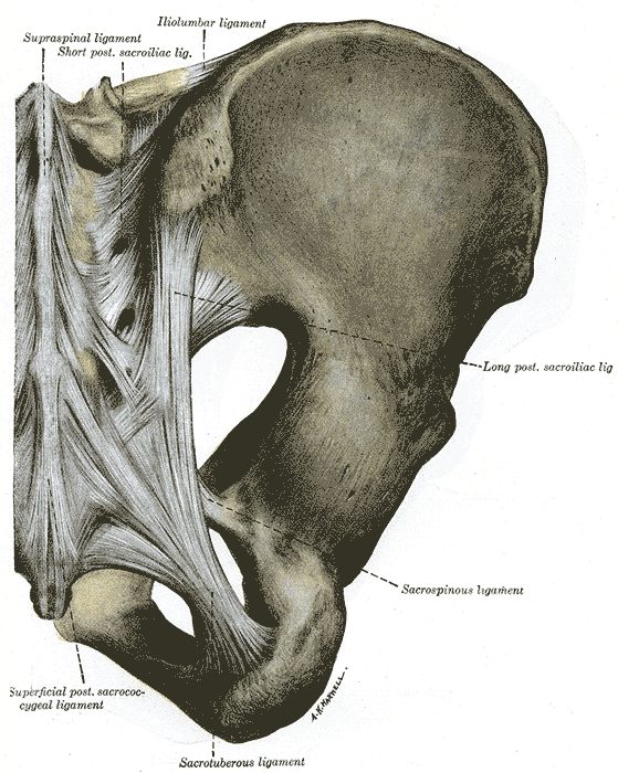 Engraving of the posterior pelvis showing the short and long posterior sacroiliac ligaments, iliolumbar, sacrotuberous and sacrospinous ligaments.